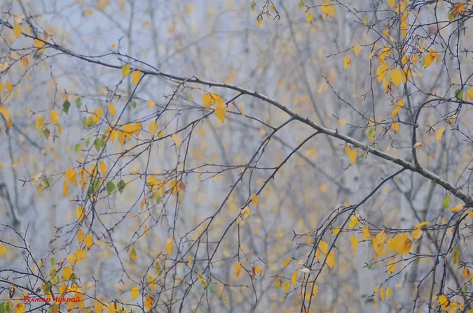 Луцький фотохудожник показав яскраву пізню осінь (фото)