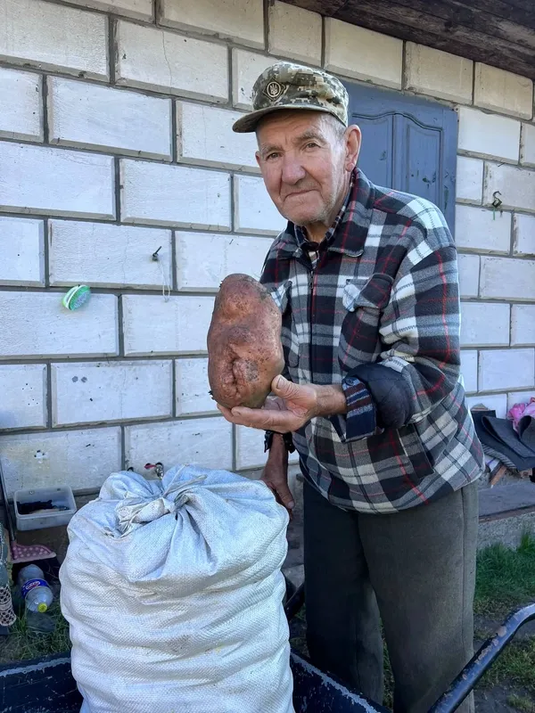 Заважила понад кілограм: на Волині чоловік виростив картоплину-гіганта