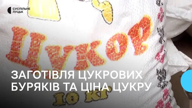 Заготівля і переробка цукрових буряків на Волині: скільки коштує цукор (відео)