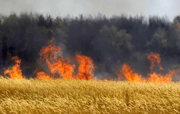 На Волині згоріло майже 40 гектарів пшениці