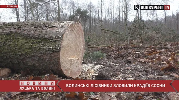 Волинські лісівники зловили крадіїв сосни (фото, відео)
