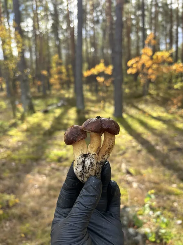 🍄🟫Збирають повні кошики: де на Волині в холод виросло багато грибів (фото)