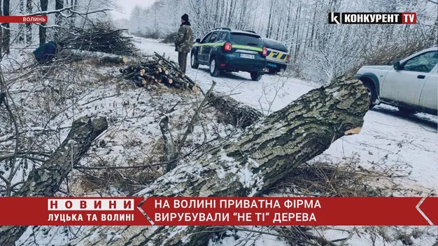 На Волині підприємці вирубували «не ті» дерева (фото, відео)