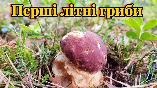 Рідкісна знахідка, молоді бабки і жменя лисичок: у волинському лісі помітили дещо незвичне (відео)