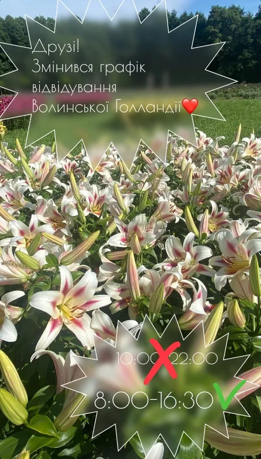 «Волинська Голландія» змінила графік роботи: які квіти там зараз квітнуть