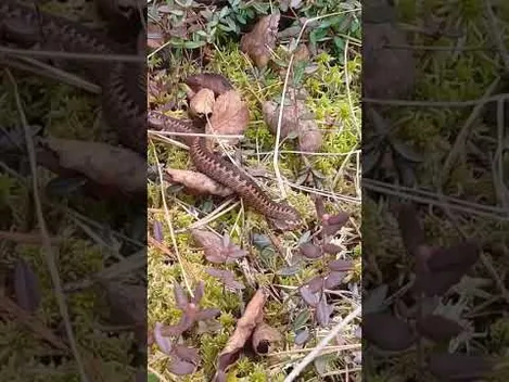 У лісі на Волині жінка зустріла гадюку (відео)