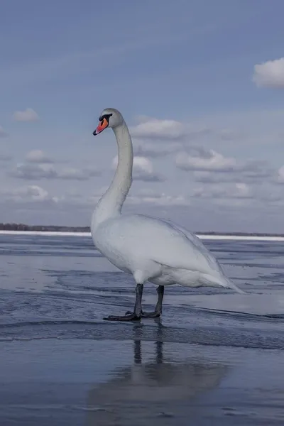 Суворі морози і крига на озерах: як зимують лебеді в нацпарку на Волині (фото)