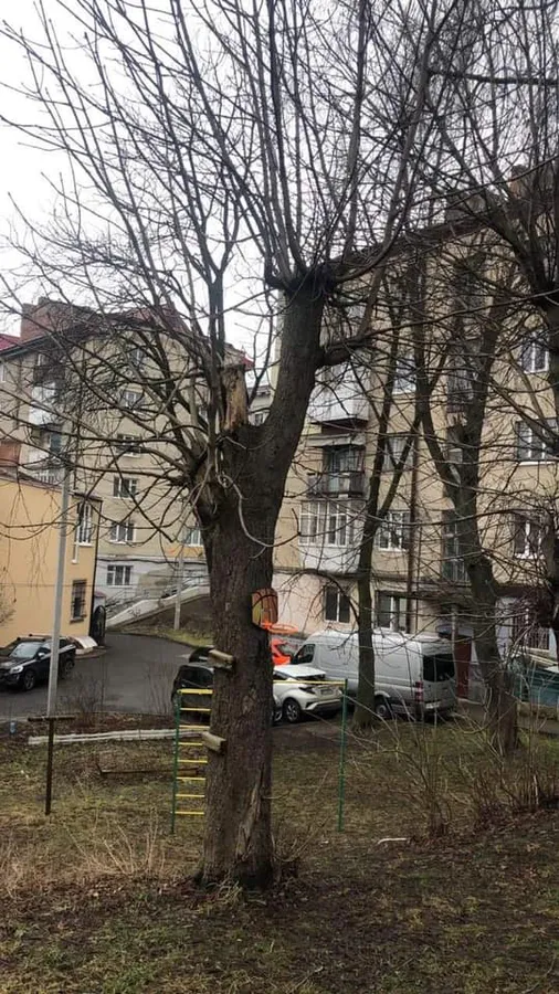 Аварійні дерева та багато ям: лучани просять відремонтувати двір (фото)