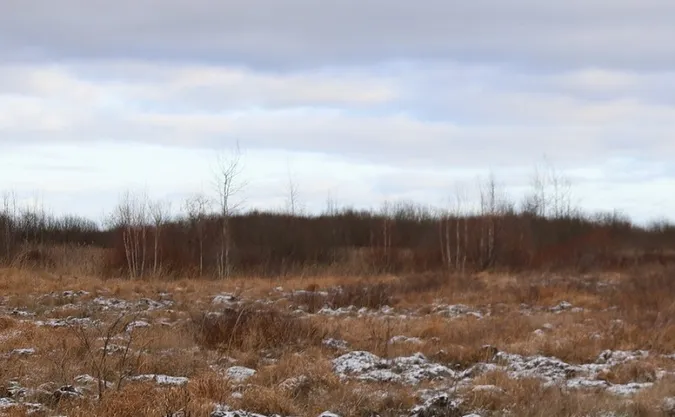 Знову аномалія: що не так з жабами на Волині (фото)