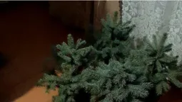 Туї, ялинки, акумулятор і колесо: у Ковелі спіймали крадія (фото)
