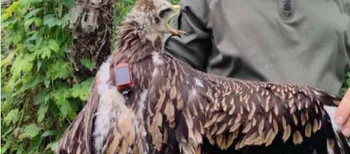 На Волині вперше встановили GPS-передавач на рідкісного пернатого хижака (фото)