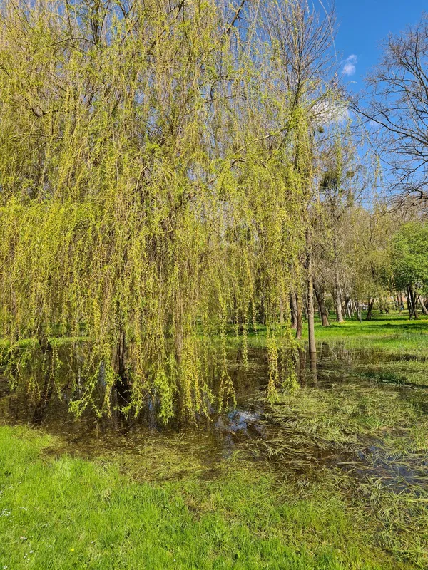 Весняний Луцьк: показали фото заквітчаного міста