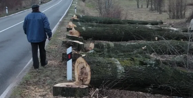 У Луцькому районі через недбалість посадовця міськради зрізали дерева на майже 4 млн