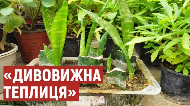 Ананаси, банани, лимони: на Волині вирощують екзотичні фрукти (відео)