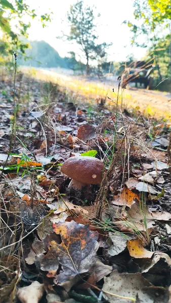 Сезон у розпалі: де волиняни збирають море грибів (фото)