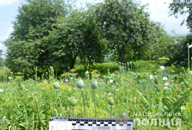 Пів тисячі кущів: волинянин вирощував мак на присадибній ділянці (фото)