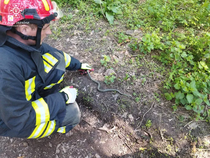 Непрохані гості: у Володимирі рятувальники ловили вужів (фото)
