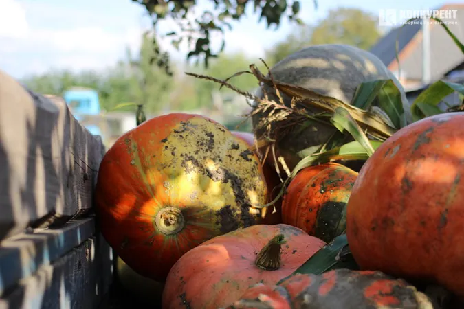 Бабине літо у селі під Луцьком (фото)