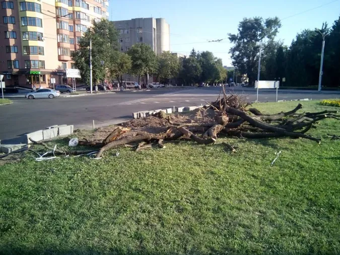 Чому зрізали дерево біля істфаку в Луцьку (фото)