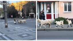 🐐 У центрі Луцька дідусь вигулював «внуків-квадроберів» (відео)