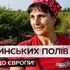 350 тонн малини на експорт: як на Волині збирають цьогорічний урожай (відео)