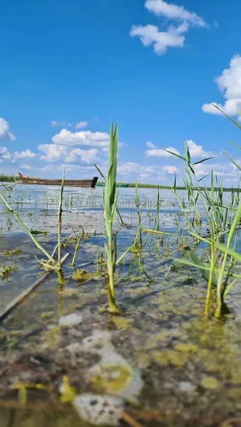 «Брудна, мутна та зелена», – Іван Мирка про воду на Світязі (фото)