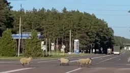 У Маневичах стадо овець систематично порушує ПДР (відео)