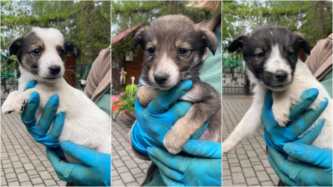 Під Луцький зоопарк підкинули цуценят: чоловіка зафіксували камери (фото, відео)