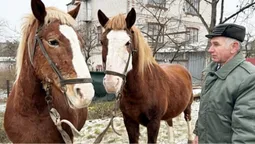 Єдині у Володимирі коні з «міською пропискою»: як на Волині й досі орють по-старому