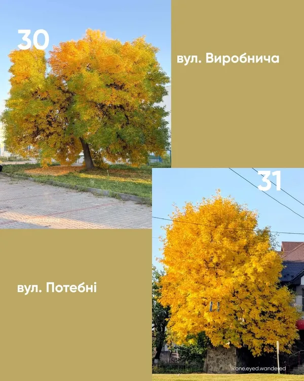 У Луцьку обирають найкрасивіше дерево міста (фото)