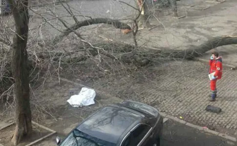 В Одесі сильний вітер повалив дерево, яке вбило жінку (фото, відео)