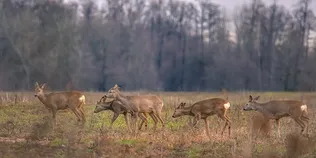 🦌 У нацпарку на Волині у фотопастку потрапив молодняк сарн (відео)
