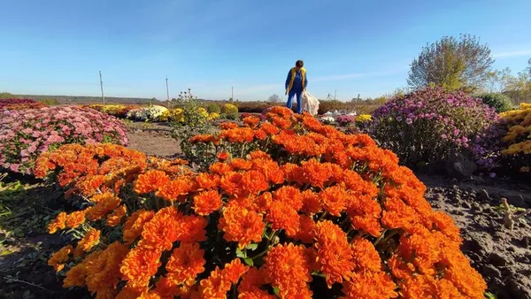 Мешканка Луцького району вирощує понад сто сортів хризантем (фото, відео)