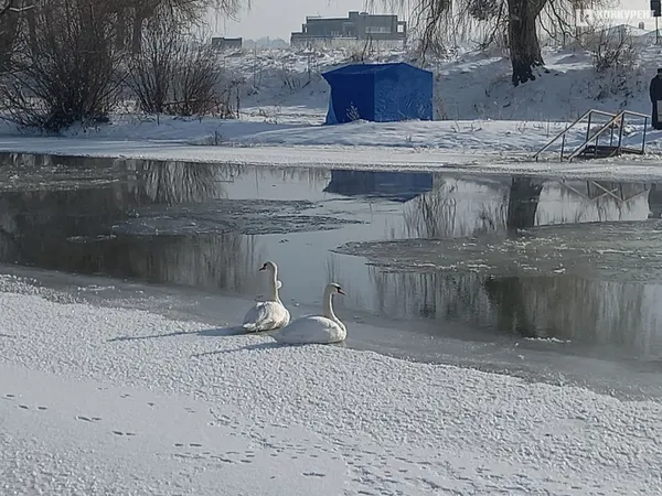 На Стиру в Луцьку освятили воду, люди пірнають в ополонку (фото, відео)