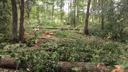 На Волині з висоти виявили місця вирубки лісу (відео) 