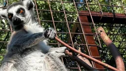 Чому варто відвідати луцький зоопарк (фото)