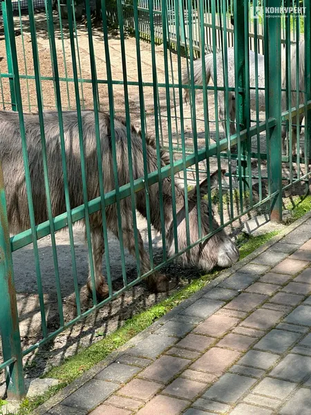 Кого можна зустріти у Луцькому зоопарку у вихідні дні (фото)