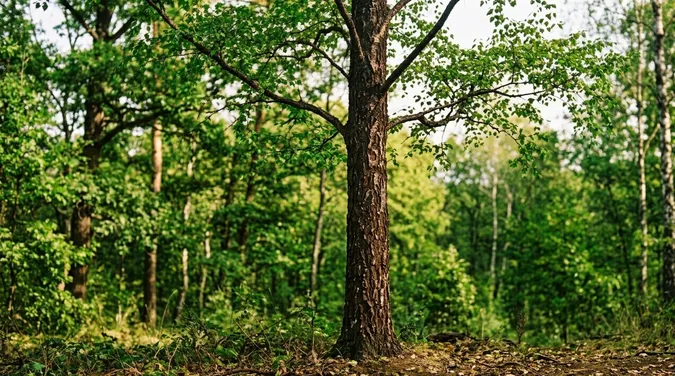 Фото згенероване ШІ