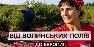 350 тонн малини на експорт: як на Волині збирають цьогорічний урожай (відео)