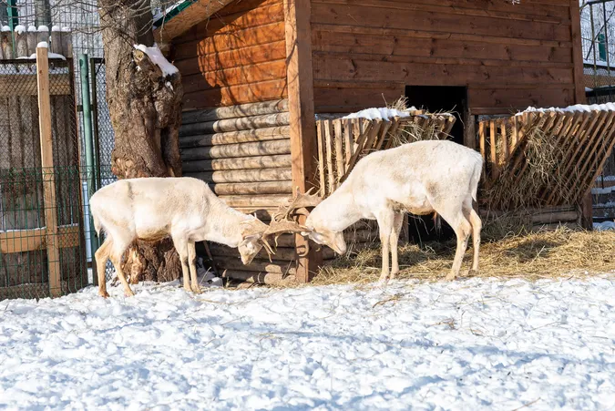 Із поцілунком – за пів ціни: у Луцькому зоопарку – акція для закоханих (фото)