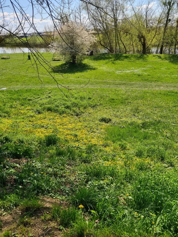 Весняний Луцьк: показали фото заквітчаного міста