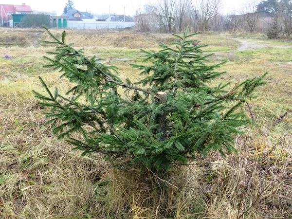 На Волині покрали висаджені біля церкви ялинки (фото) 