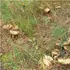 Один на одному: на Волині «здали» грибне місце, де ростуть маслюки (фото)