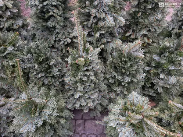 Від 80 до 800 гривень: які живі ялинки вже можна купити в Луцьку (фото, відео)