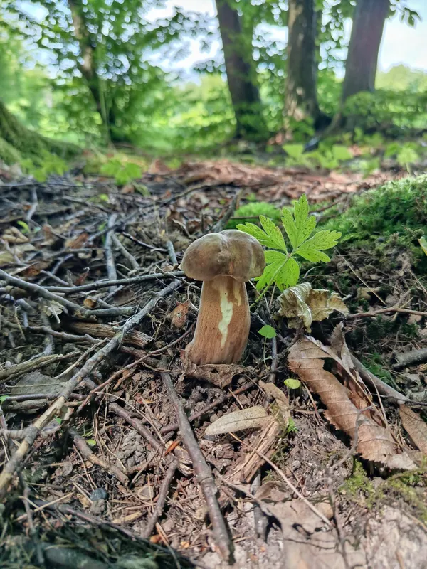 Де біля Луцька виросло чимало білих грибочків (фото)