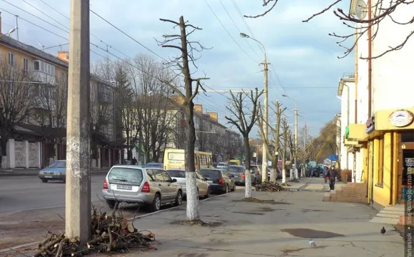 Екоінспекція перевірить, чи законно ріжуть дерева в Луцьку