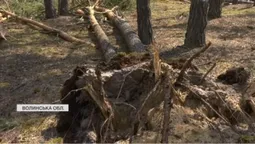 На Маневиччині буревій повалив  близько 150 гектарів лісу (відео)