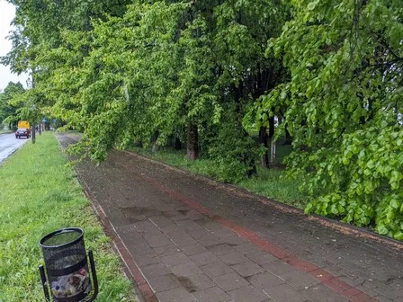 Тротуари – не смуга перешкод: мешканці Луцька вимагають обрізати дерева (фото)
