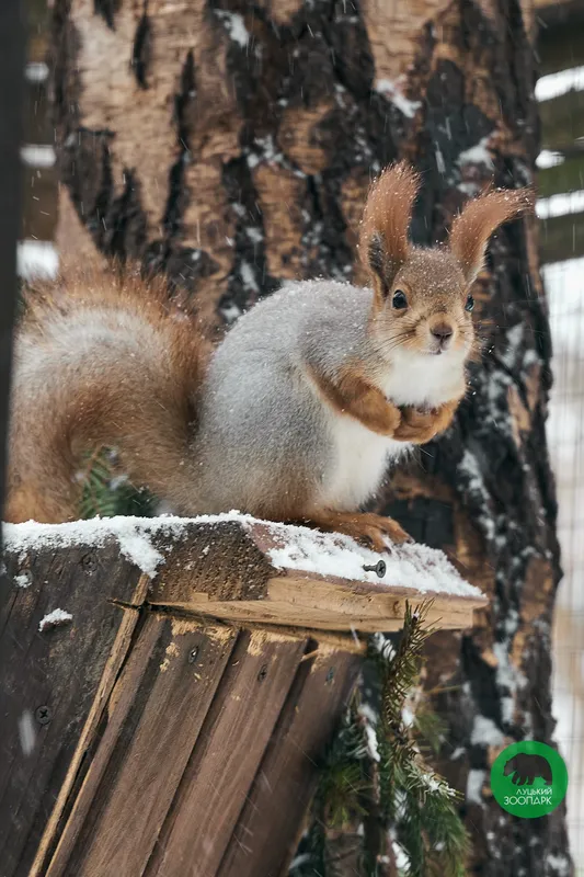 У Луцькому зоопарку «впіймали» тварин, які гуляли засніженими місцинами (фото)