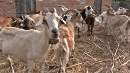 Фермер із Донеччини не може вигодувати кіз, яких перевіз на Волинь (фото, відео)